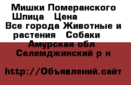 Мишки Померанского Шпица › Цена ­ 60 000 - Все города Животные и растения » Собаки   . Амурская обл.,Селемджинский р-н